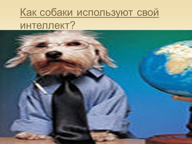 Как собаки используют свой интеллект? Как собаки используют свой интеллект?